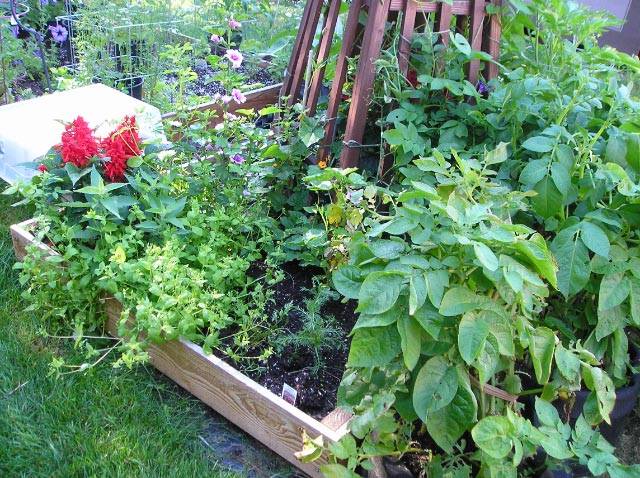 NEW 3x3 CEDAR RAISED PLANTER ELEVATED FLOWER BED GARDEN