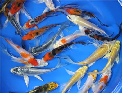 5 pack of 3 inch butterfly koi live for fish tank koi pond or butterfly koi size