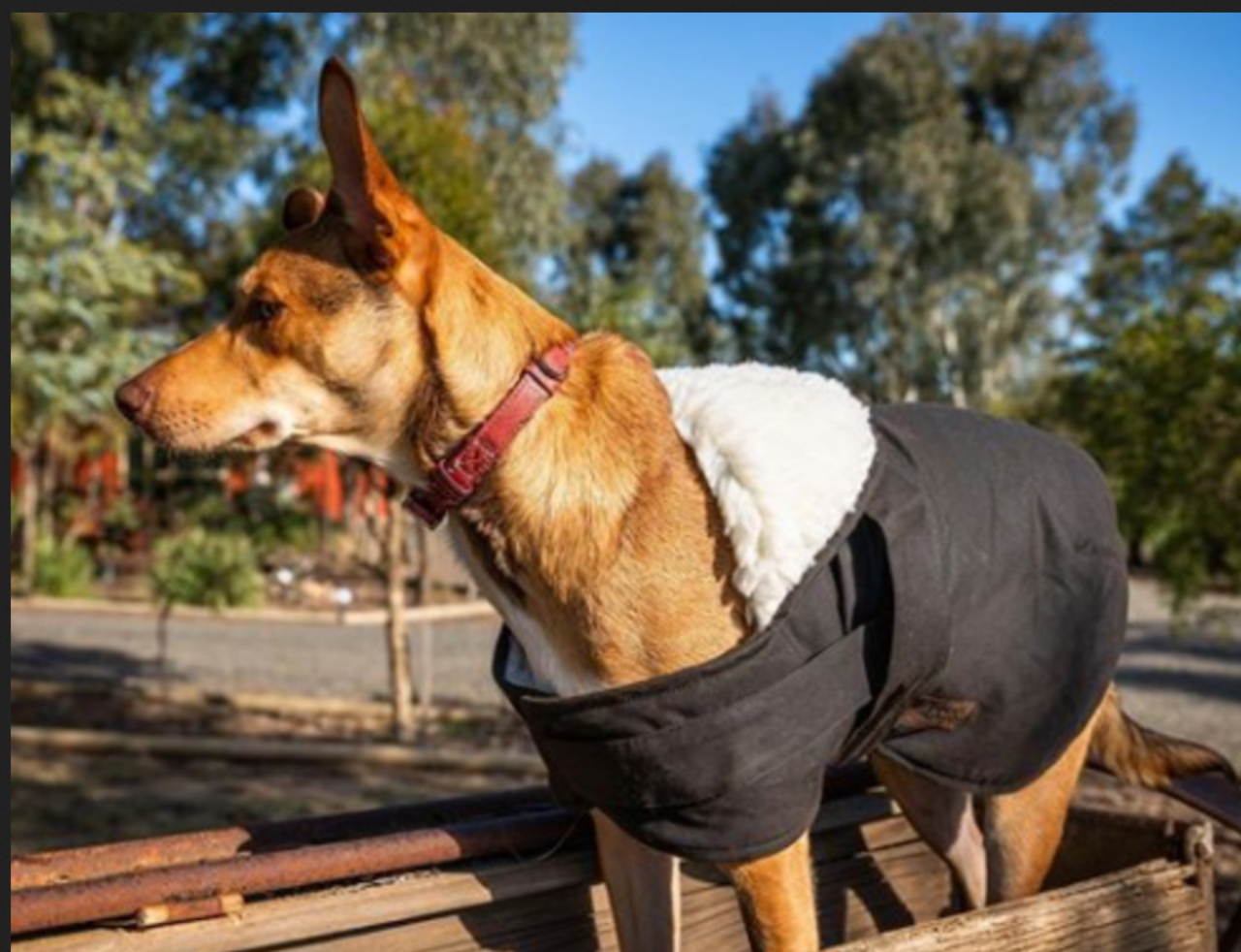 Nuevo abrigo Burke & Wills 12 oz piel aceitosa perro impermeable invierno blanco forrado de piel de sherpa - Imagen 13 de 18