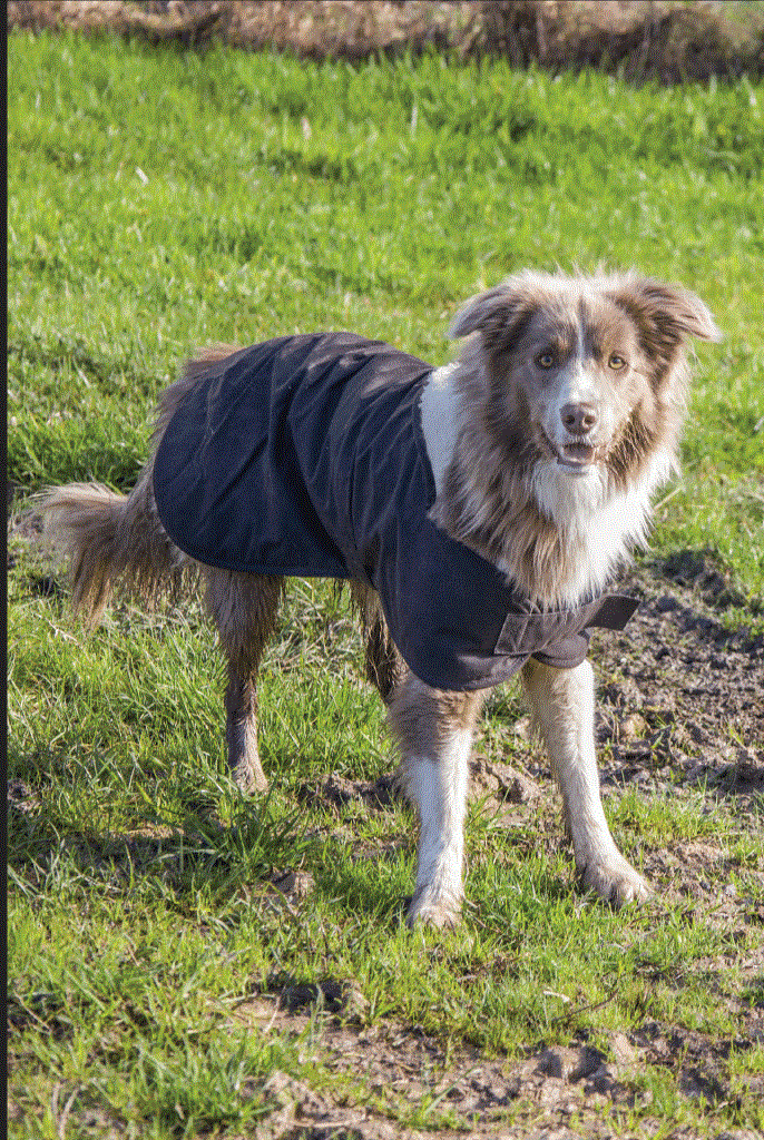 Nuevo abrigo Burke & Wills 12 oz piel aceitosa perro impermeable invierno blanco forrado de piel de sherpa - Imagen 12 de 18