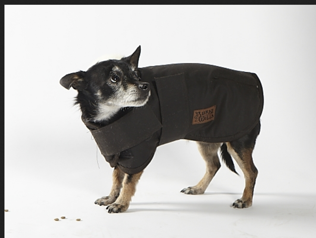 Nuevo abrigo Burke & Wills 12 oz piel aceitosa perro impermeable invierno blanco forrado de piel de sherpa - Imagen 9 de 18