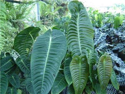 ANTHURIUM VEITCHII 'KING ANTHURIUM' AROID RARE 6" | eBay