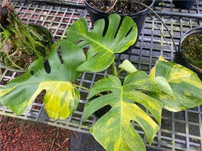 MONSTERA AUREA VARIEGATA AROID RARE 4" | eBay