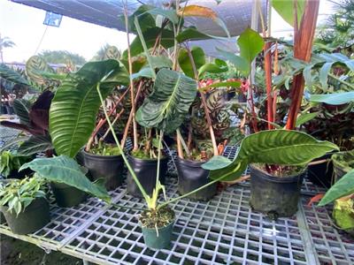 ANTHURIUM VEITCHII 'KING ANTHURIUM' AROID RARE | eBay