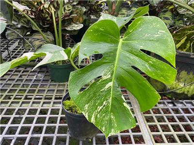 MONSTERA BORGSIANA ALBO VARIEGATED AROID RARE (MB) | eBay