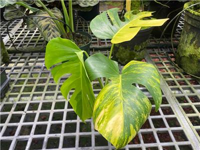 MONSTERA AUREA VARIEGATA AROID RARE 4" | eBay