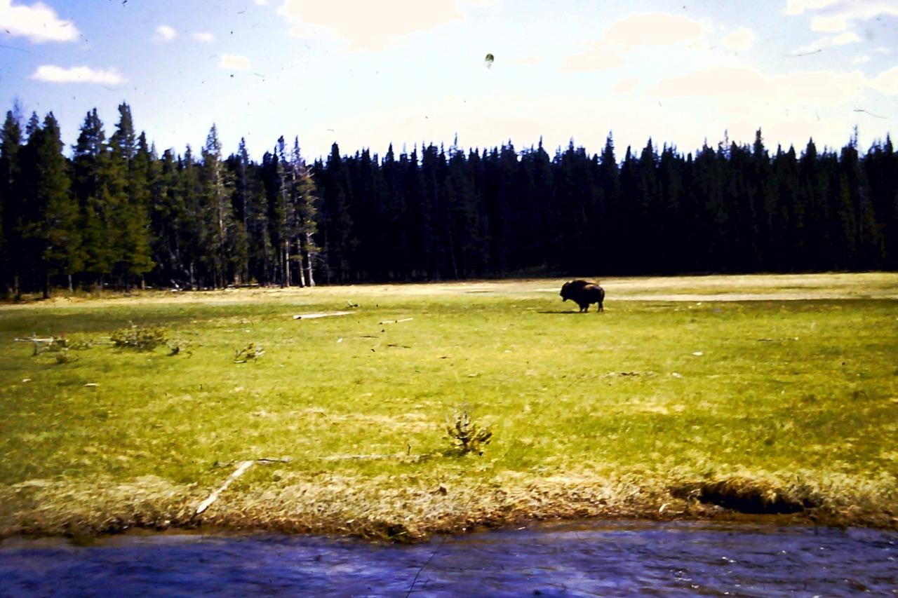 35mm Colour Slide- American Bison  / Buffalo  in Field  1960's   USA - Photo 1 sur 1
