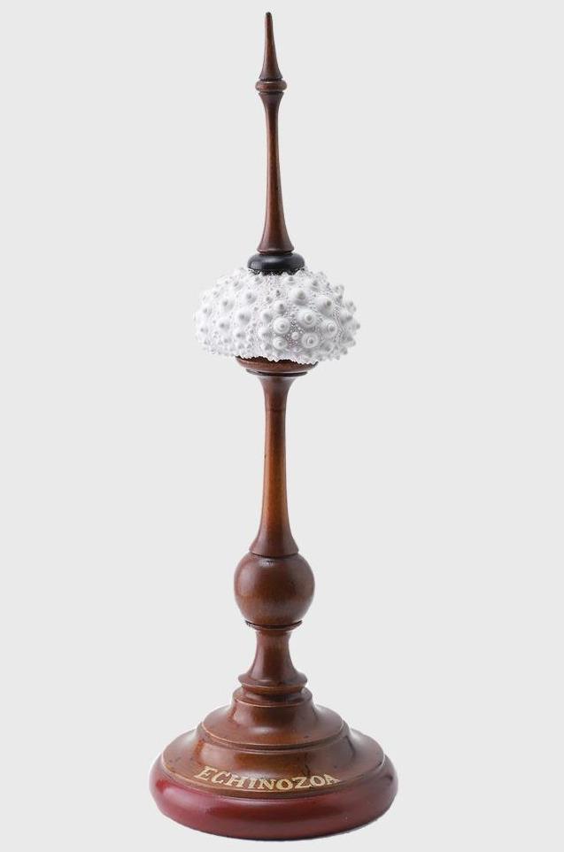 White Sea Urchin Shell Wood Stand Nautical Beach Figurine