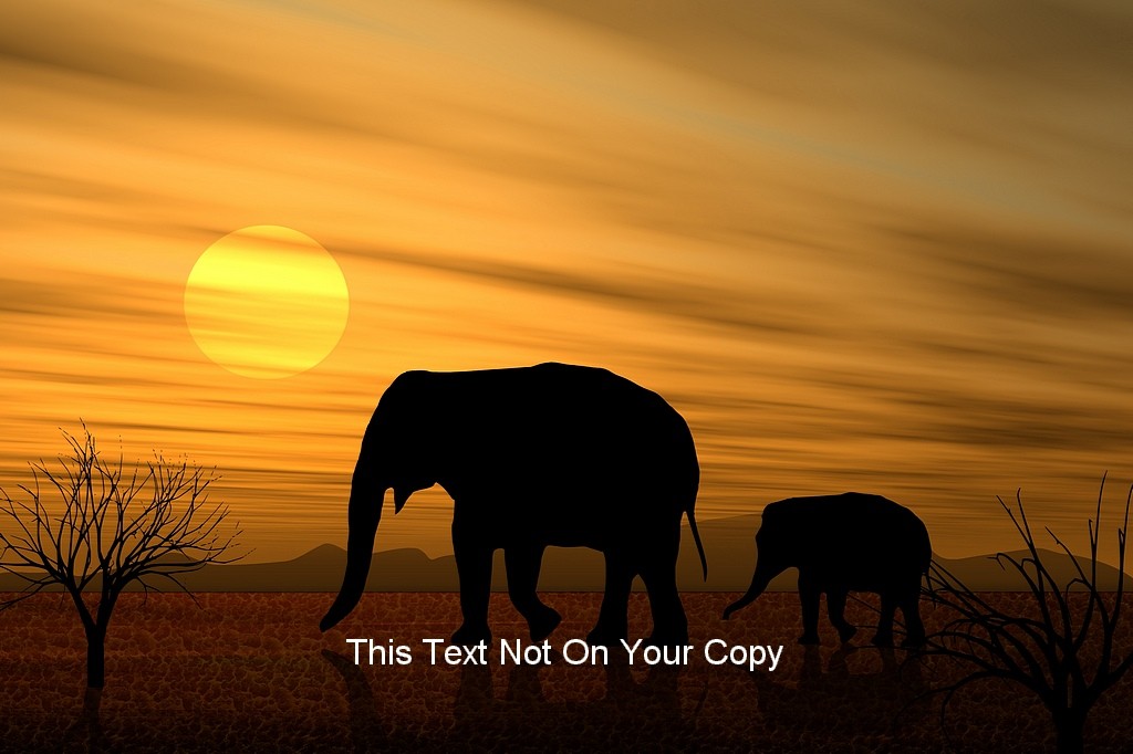 Mother & Baby Elephants in African Sunset Large A3 Size Photo Poster