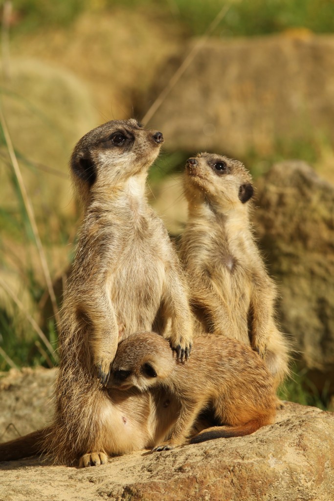 Picture of Meerkat Family Large Print NEW Photo Choiose Fine Art Poster ...