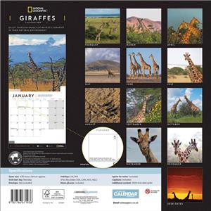 Giraffes National Geographic 2019 Uk Square Wall Calendar Official