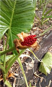 plant cantaloupe seeds Hales Best Jumbo Cantaloupe Seeds