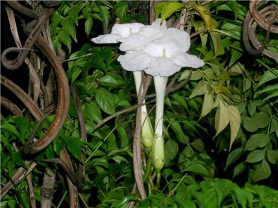 Radermachera sinica 15 seeds