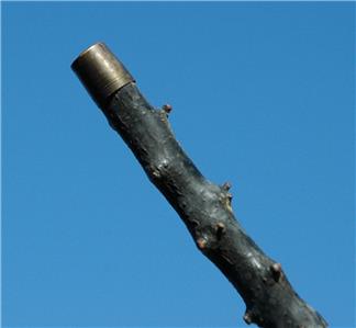Antique Walking Stick W/ Fly Fishing Lure in Maple Handle & Tree Branch