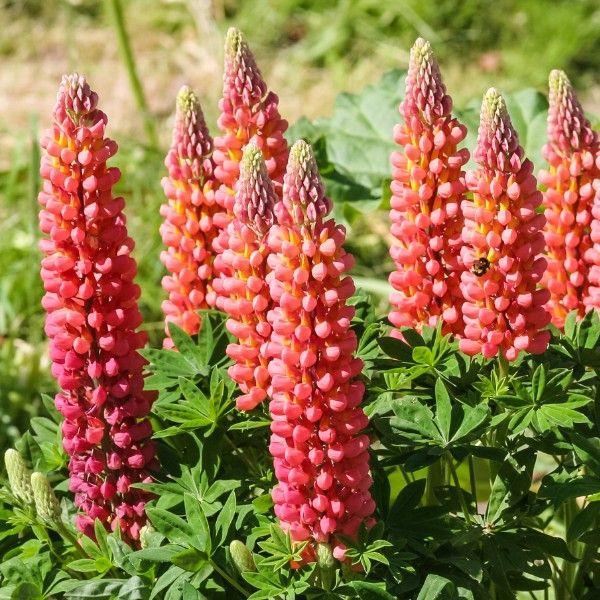 Lupin Gallery Red Lupinus | 5 Large Perennial Plug Plants | eBay