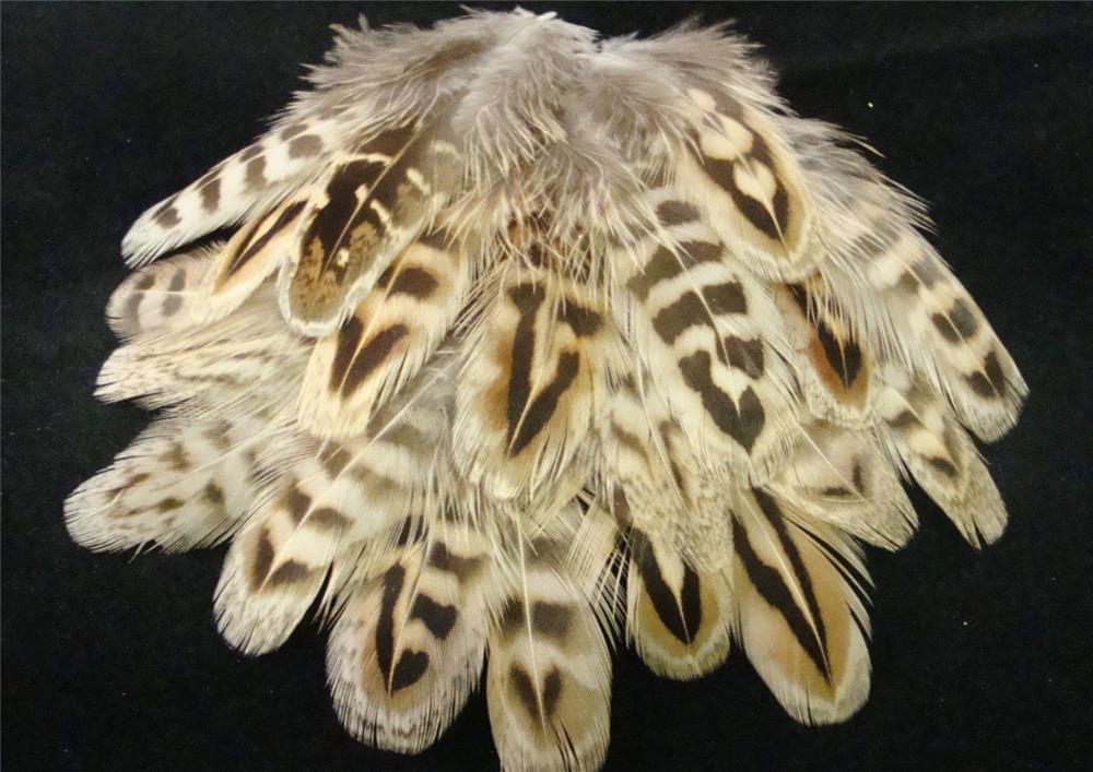 25 CT. RINGNECK HEN PHEASANT BODY FEATHERS PLUMAGE | eBay