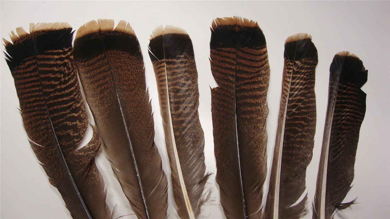 *SECONDS* 6 PC. BROWN TIPPED WHITE TURKEY FEATHERS 10-14