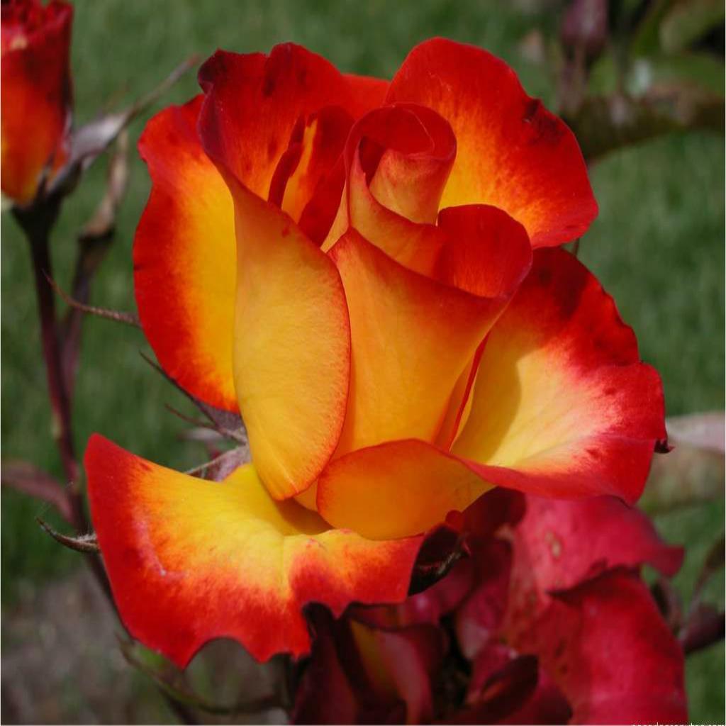 Fragrant Climbing Rose ~ PICCADILLY ~ Stunning Rose | eBay