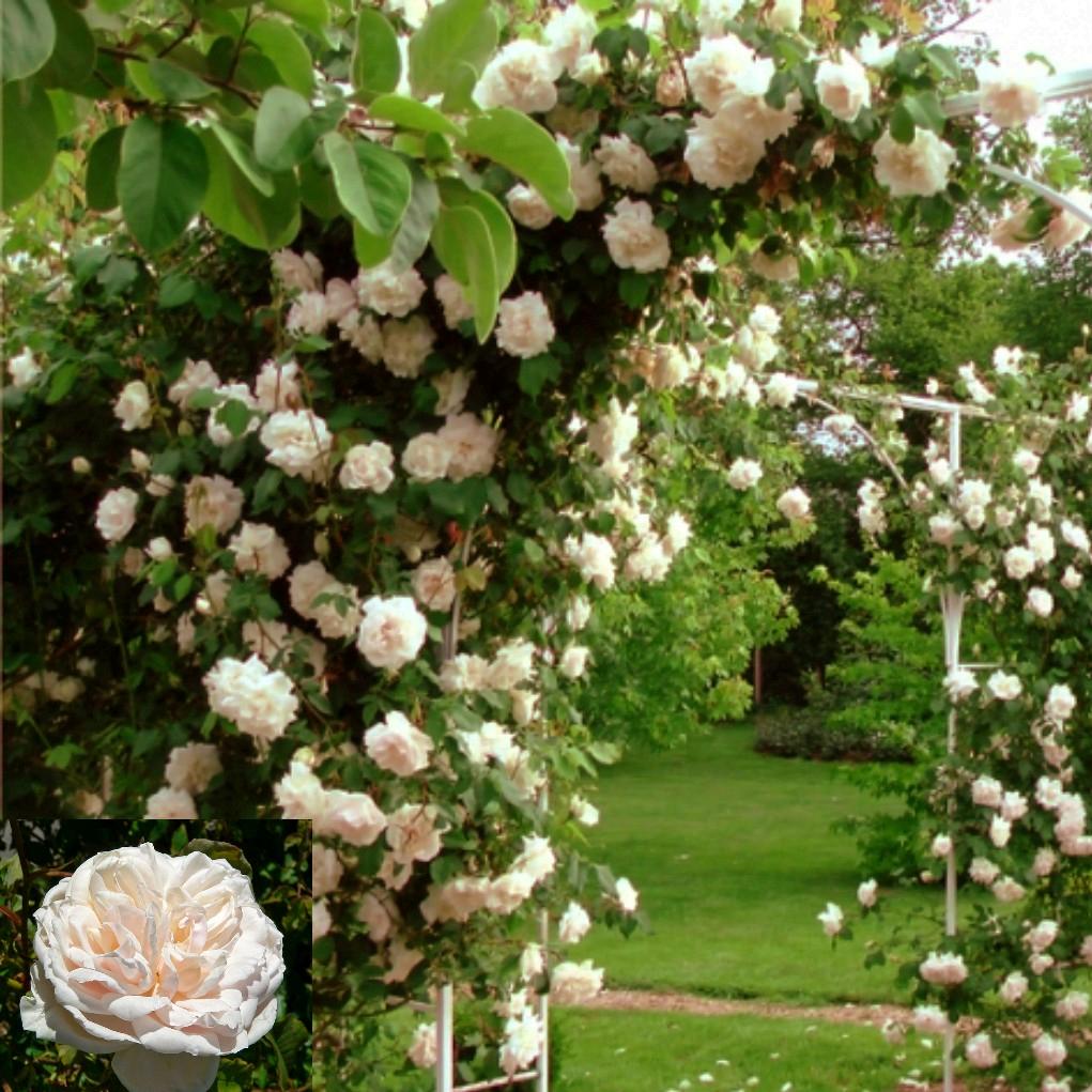 New season bare root climbing rambling roses ebay