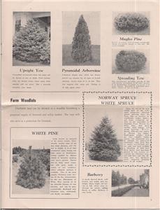 Musser Forests Inc Nursery Catalog 1948 Indiana Pennsylvania Musser Forests Inc Nursery Catalog 1948 Indiana Pennsylvania Christmas Trees Vg
