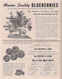 Musser Forests Inc Nursery Catalog 1948 Indiana Pennsylvania Click Images To Enlarge