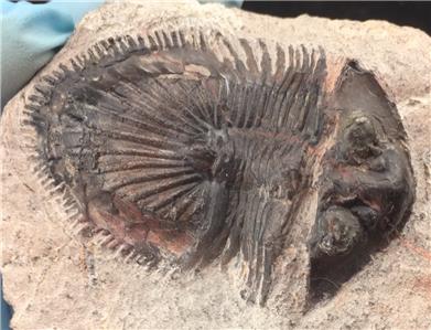 Rusty Thysanopeltis Trilobite Fossile Dal Marocco S6 Ebay