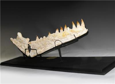 mosasaurus bone