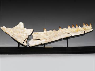 mosasaurus bone