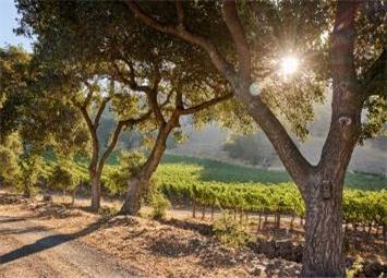 Napa Valley Country Road