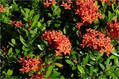 Ixora Plant Dwarf Red Taiwanensis Minature | eBay