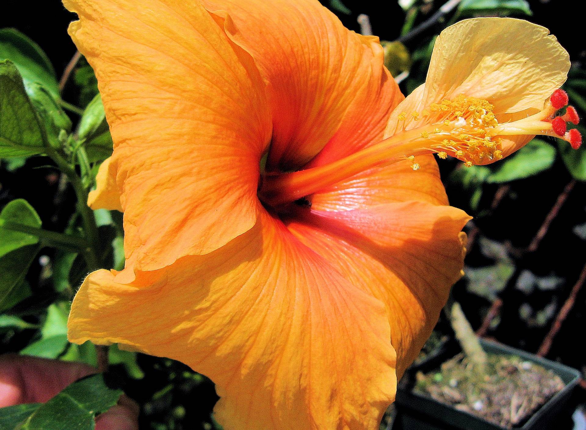 Tropical Hibiscus Orange Collection Choose One (1) Single Double ...