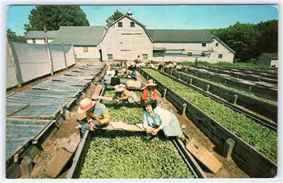 germany tobacco allowance Passenger purchases of alcohol and tobacco