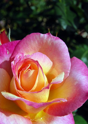 Rosa 'Broadway' Hybrid Tea Rose Bush | eBay