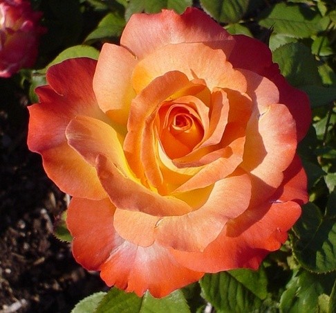 Rosa 'Chihuly' Rose (WEKscemala) Showy multi-color rose Floribunda | eBay