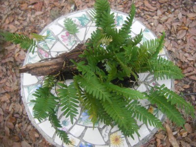 resurrection fern "miracle plant" air plant