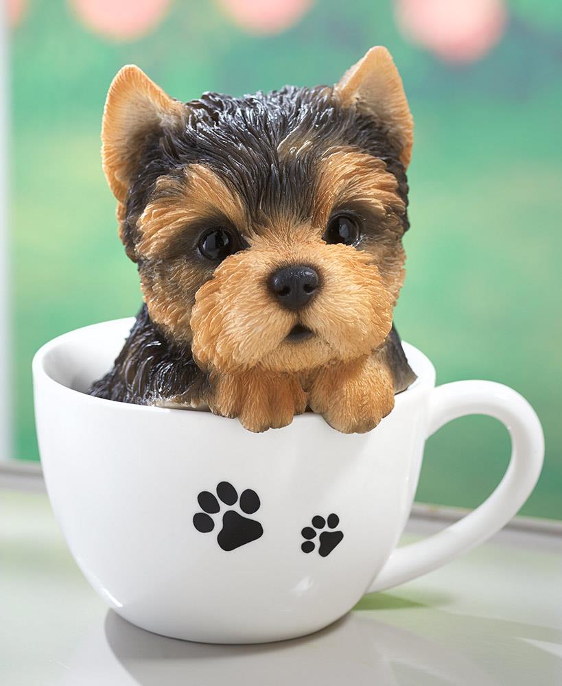 adorable teacup puppies