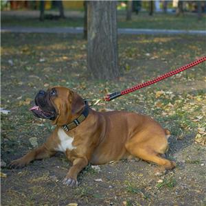 Red Rope Dog Lead for Boxer
