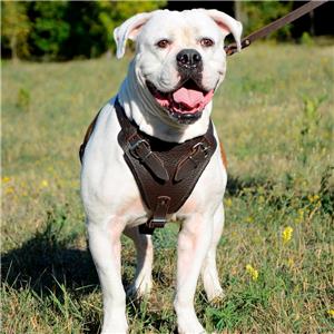 American Bulldog Chest Dog Harness