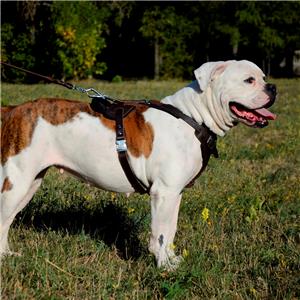 American Bulldog Harness for Dogs K9