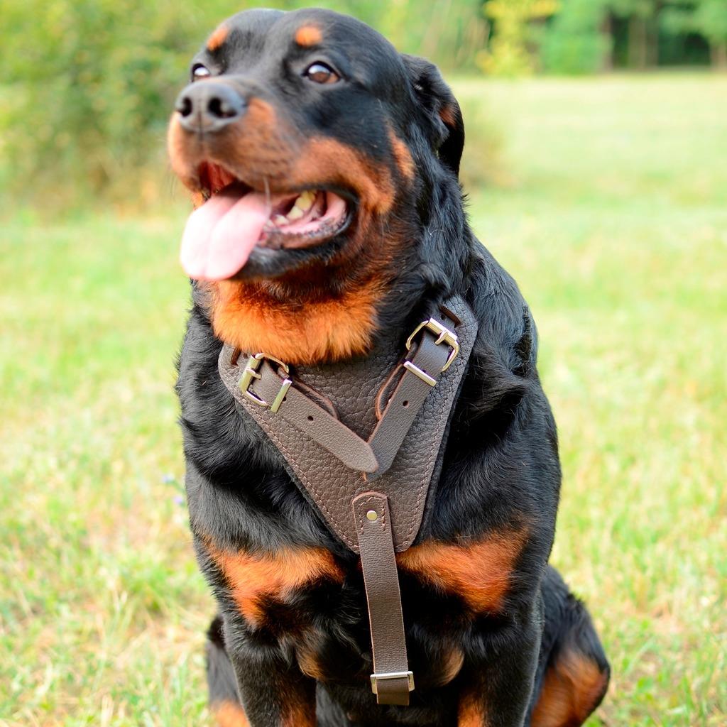 K9 Rottweiler Harness for Large Dog Black Brown Padded Chest Plate Medium  Large
