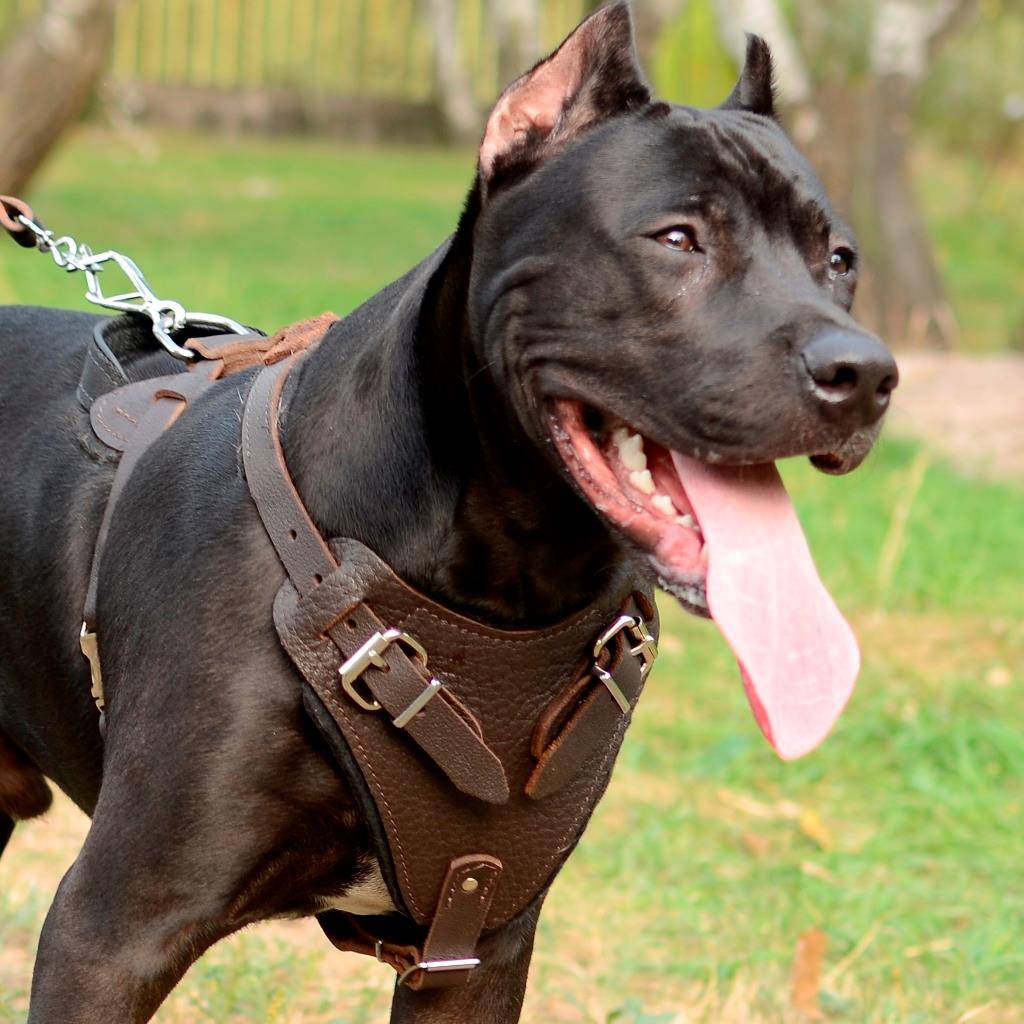 Pitbull clearance harness size