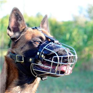 Belgium Shepherd Dog Muzzle Size