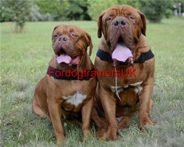 Large harness for Bordeaux Mastiff