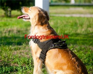 Strong Dog Harness for Golden Retriever