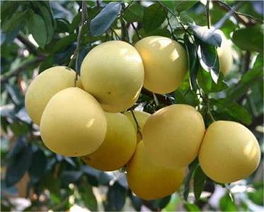 honey pomelo white