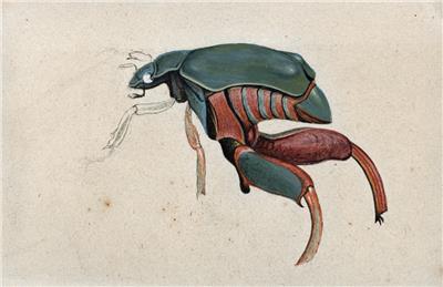 Beetle Study Miniature Watercolour Painting 19th Century Ebay