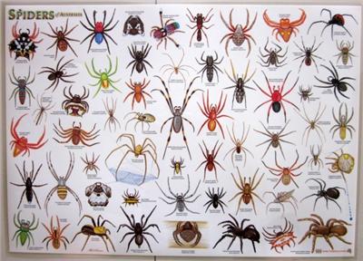 Spiders Of Australia Laminated Poster Chart Huntsman Red Back Garden ...